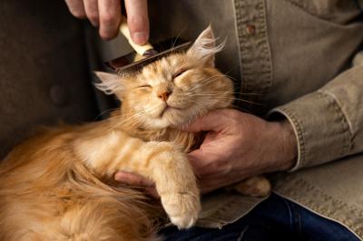 Macskaápolás mesterfokon: Otthoni tippek és trükkök a tökéletes ápolásért
