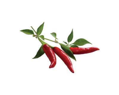 Növénykapszula - Chili paprika - 3 db