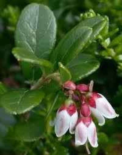 HERBATREND ÁFONYALEVÉL 30 G 30 g