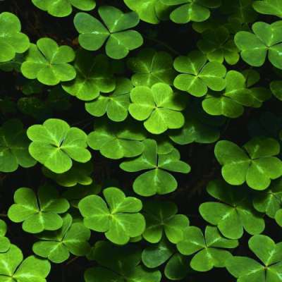 Nevelj saját szerencsét hozó lóherét