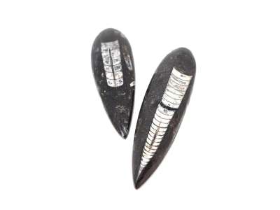 Ortocerász hosszú 15-25cm