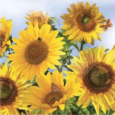 Decoupage szalvéták Sunflowers in the Sky - 1db (decoupage szalvéták)
