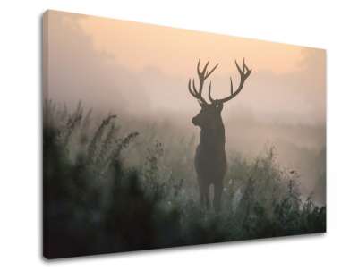 Falfestmény ANIMALS_054-11