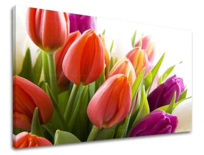 Falfestmény FLOWERS TULIPANS XOBKV138E11