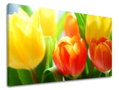 Falfestmény FLOWERS TULIPANS XOBKV140E11