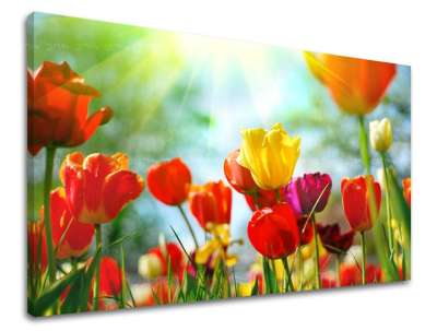 Falfestmény FLOWERS TULIPANS XOBKV145E11