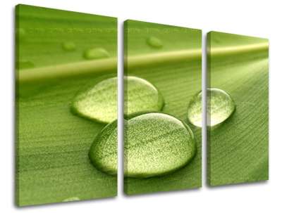 Falfesték 3 rész RASTLINY RA014E30