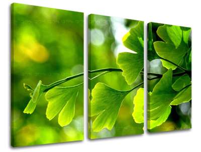 3-részes falfesték RASTLINY RA020E30