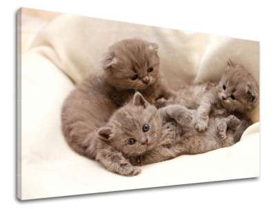 Fali festmény ANIMALS ZV006E11