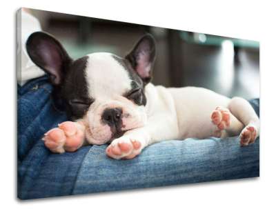 Fali festmény ANIMALS ZV011E11