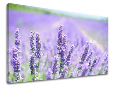 Falfestmény FLOWERS KV092E11