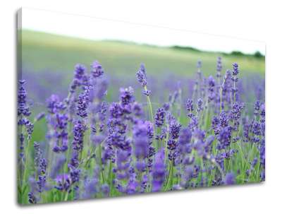 Falfestmény FLOWERS KV093E11