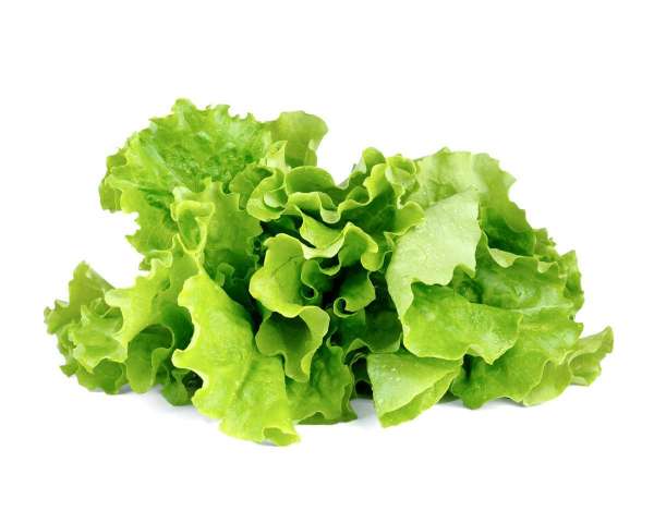 Növénykapszula - Fejes saláta - 3 db