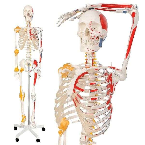 Jago Anatómiai csontváz izmokkal inakkal és poszterrel