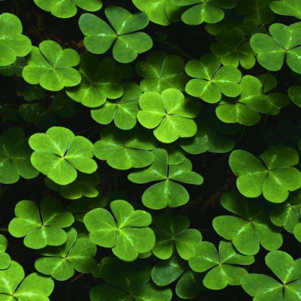 Nevelj saját szerencsét hozó lóherét