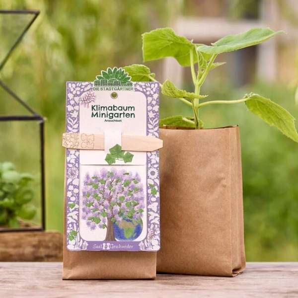 Minigarten: Termesztő készlet - klímafa (Paulownia)