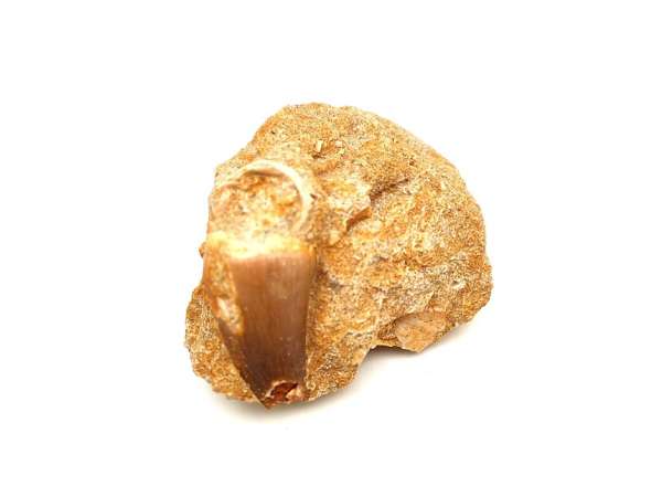 Mossoszaurusz fog kőzetben