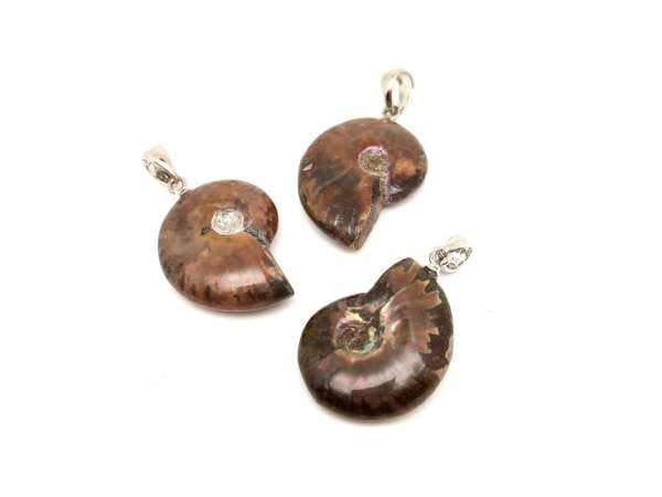 Ammonitesz medál 15-25mm