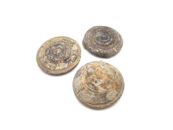 Cyclolites korall marokkói sárga fosszilis ásvány ritka gyűjtői darab