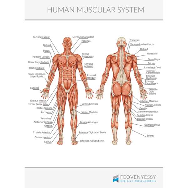 Feövenyessy anatómiai poszter - Izomrendszer plakát