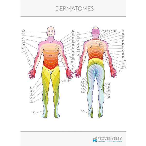Feövenyessy anatómiai poszter - Dermatómák