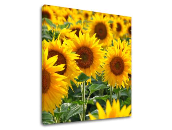 Falfestmény SÁRGA VIRÁGOK_168-12