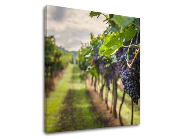 Falfestmény HROZNO_091-12