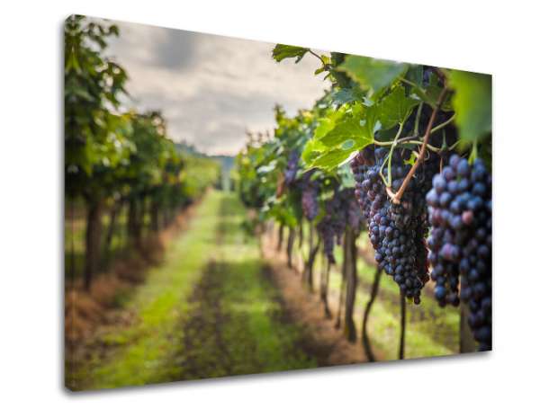 Falfestmény HROZNO_091-11