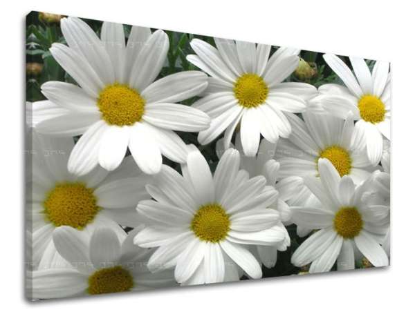 Fali festmény FLOWERS XOBKV106E11