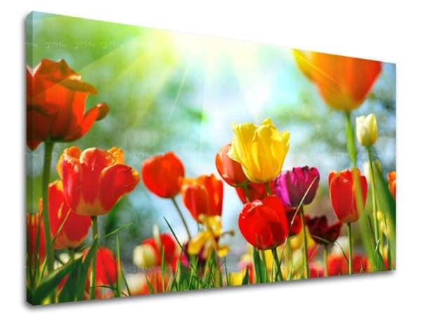 Falfestmény FLOWERS TULIPANS XOBKV145E11
