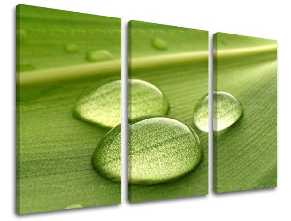 Falfesték 3 rész RASTLINY RA014E30