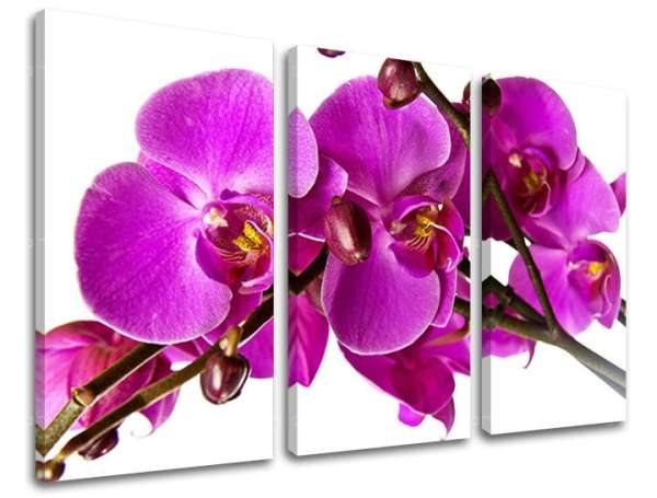 3 részes falfestmény FLOWERS KV053E30