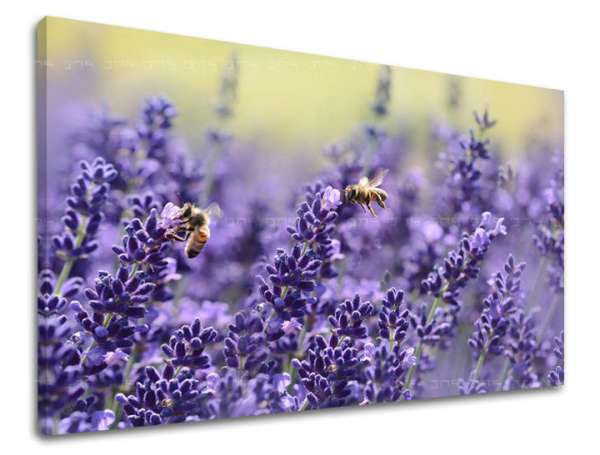 Falfestmény FLOWERS KV091E11