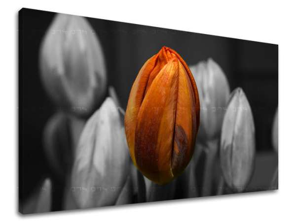 Falfestmény FLOWERS TULIPANS KV095E11