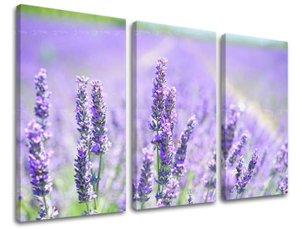 3 részes falfestmény FLOWERS KV092E30