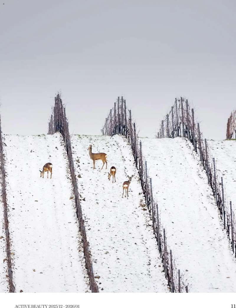 DM Drogerie Markt Active Beauty 2025/12-2026/01 11 oldal