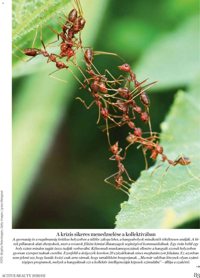 DM Drogerie Markt Active Beauty 2026/02 83 oldal