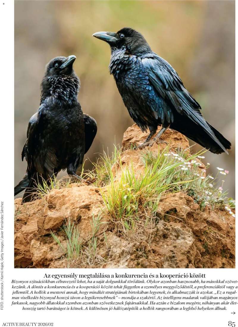 DM Drogerie Markt Active Beauty 2026/02 85 oldal