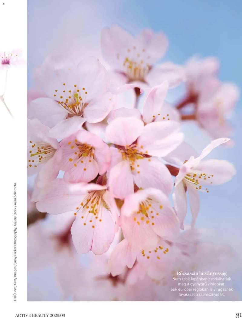 DM Drogerie Markt DM Drogerie Markt Active Beauty 2026/03 31 oldal