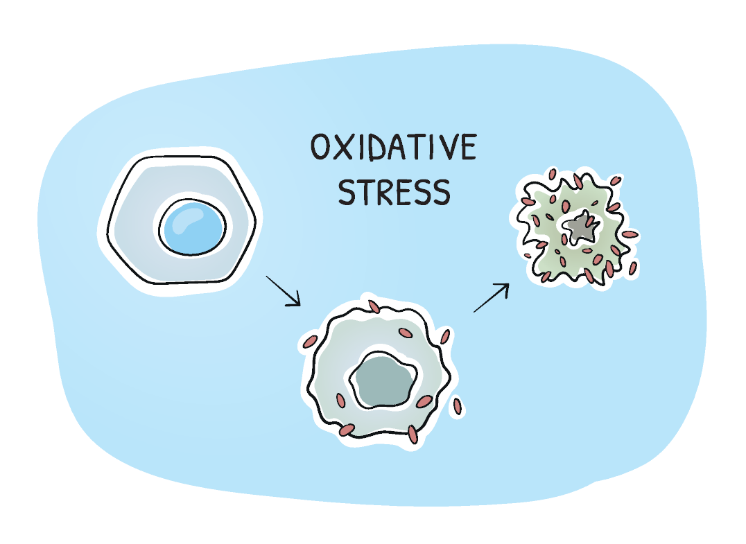Mi az oxidatív stressz, és kell-e aggódni miatta?